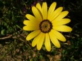 pennsylvania state flower