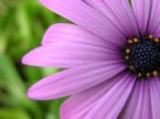 flower perennial purplish white